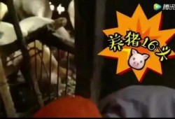 暗黑爆料在线吃 52每日大瓜视频